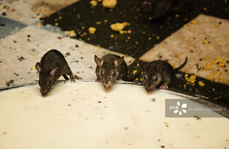 正在喝牛奶的神圣老鼠图片素材