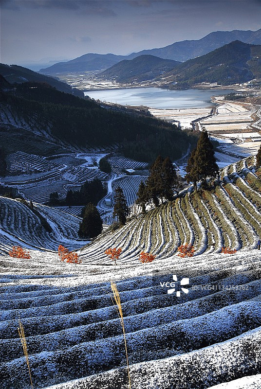 绿茶树图片素材