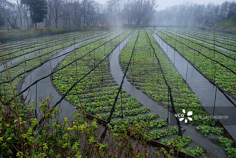 大王山葵农场图片素材