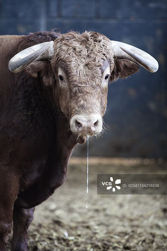 小公牛 портрет图片素材