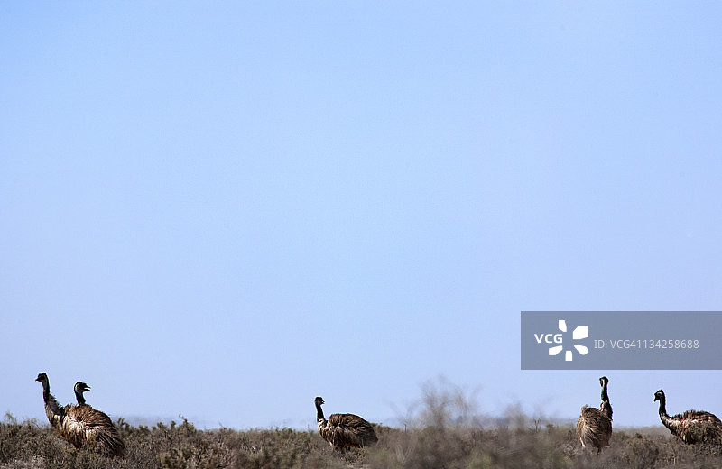 芒戈湖的澳洲内陆鸸鹋图片素材