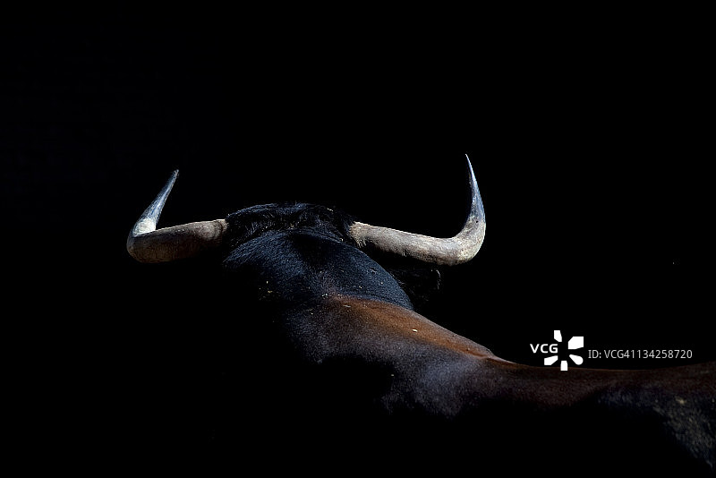 孔德·德拉马萨公牛待售图片素材