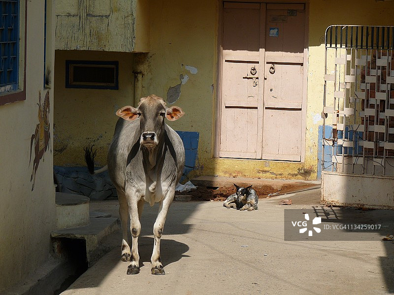 街头奶牛图片素材