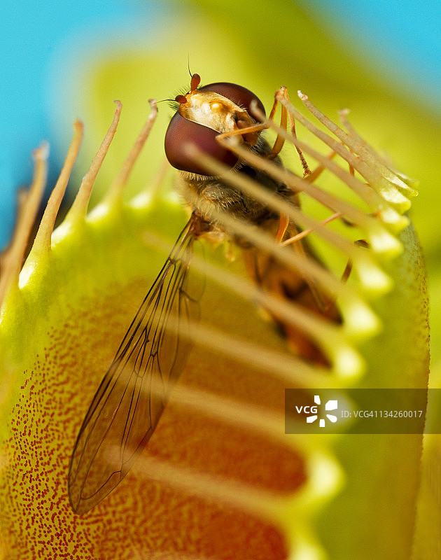 维纳斯捕蝇草图片素材