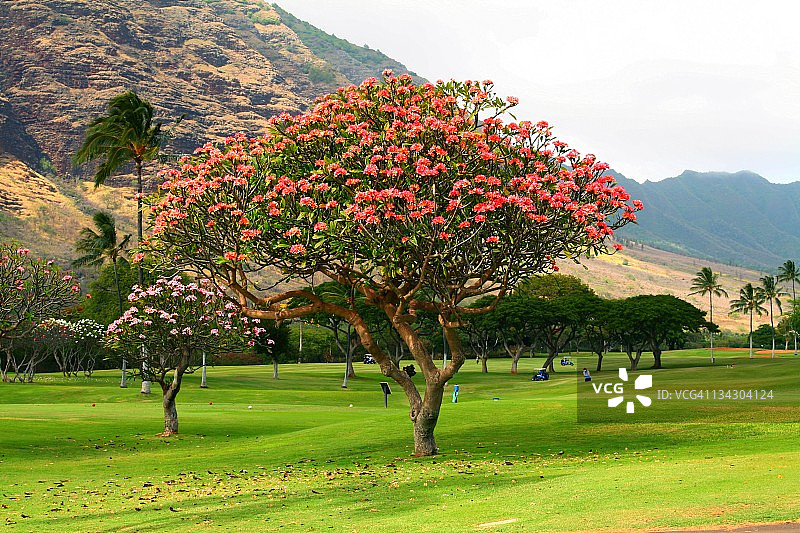 鸡蛋花树，马卡哈高尔夫度假村图片素材