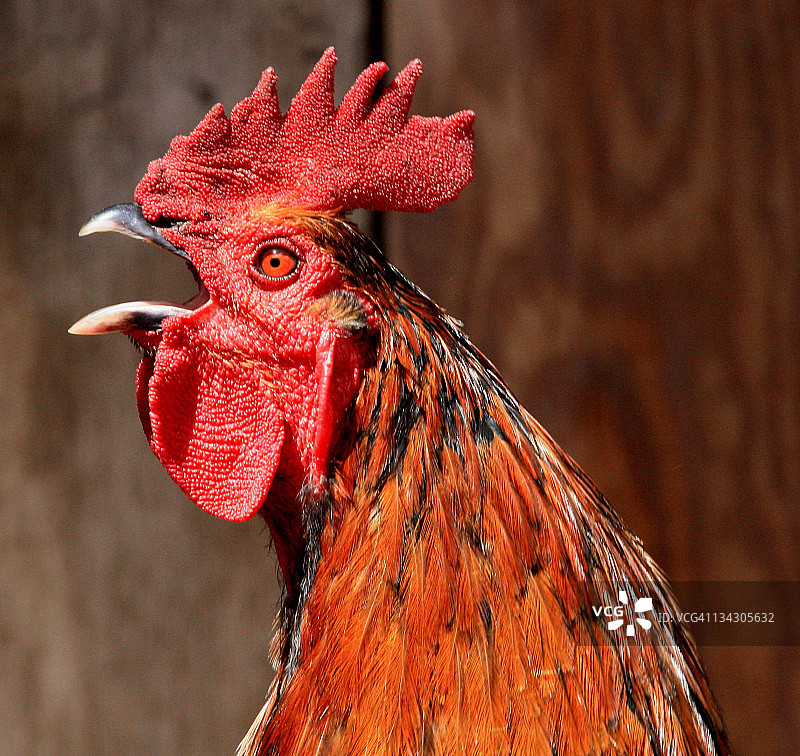 特写打鸣的红色小公鸡图片素材