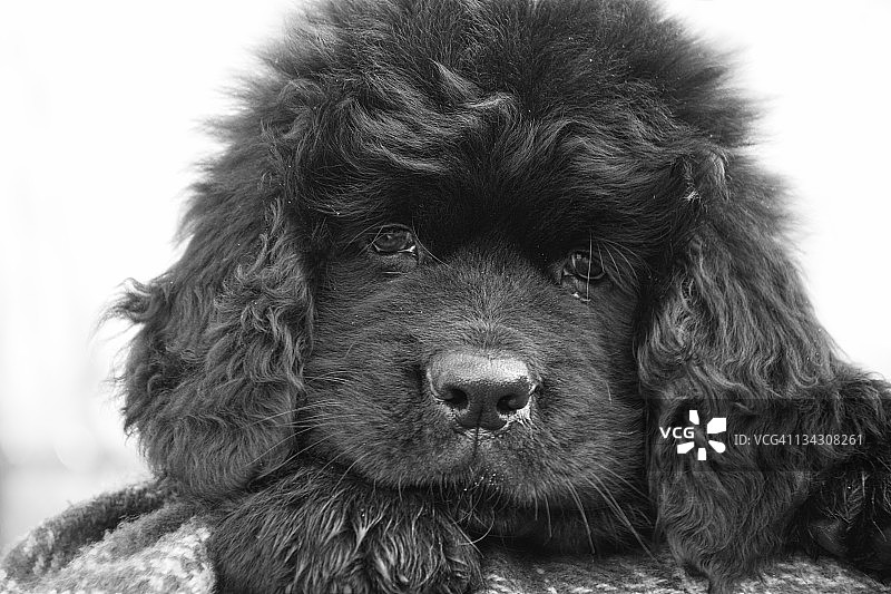 纽芬兰幼犬肖像图片素材