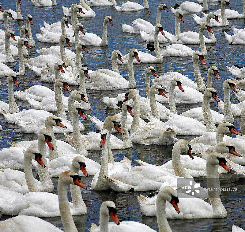 阿伯茨伯里的 mute 天鹅图片素材