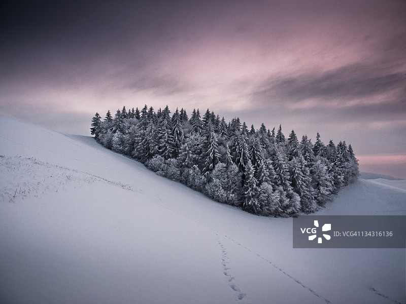 冬季小森林图片素材