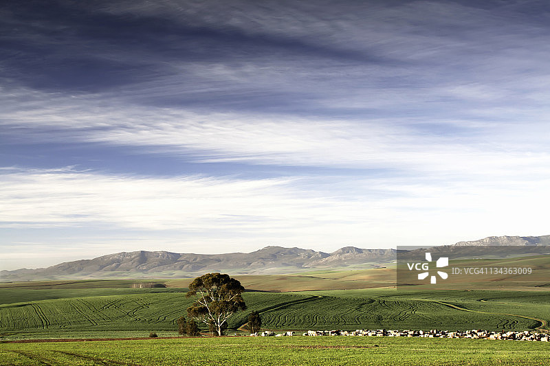 南非西开普省卡利登地区的小麦田景观图片素材