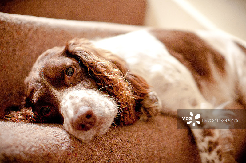 英国激飞猎犬图片素材