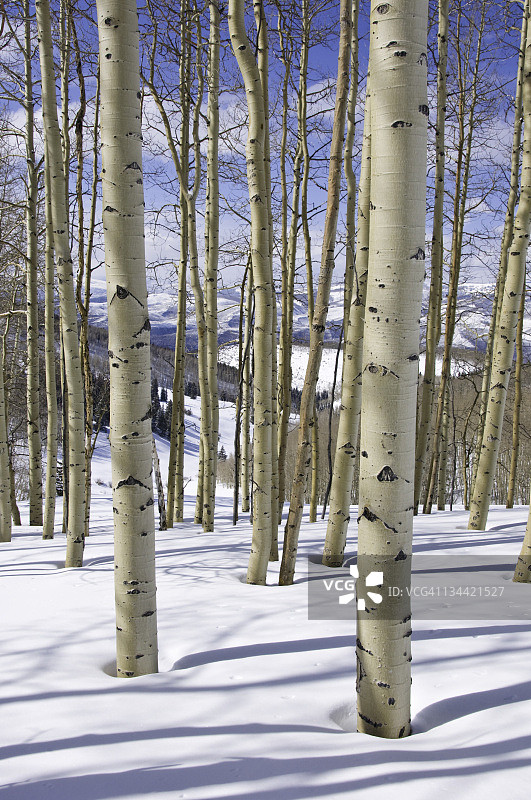 冬季的科罗拉多州白杨树图片素材