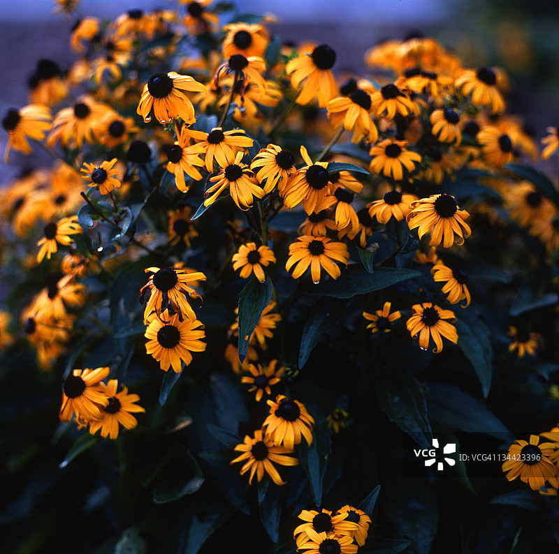 黑眼苏珊黄色花朵图片素材