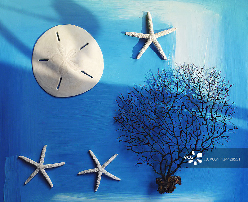 蓝色表面上的海星、海钱和海扇图片素材