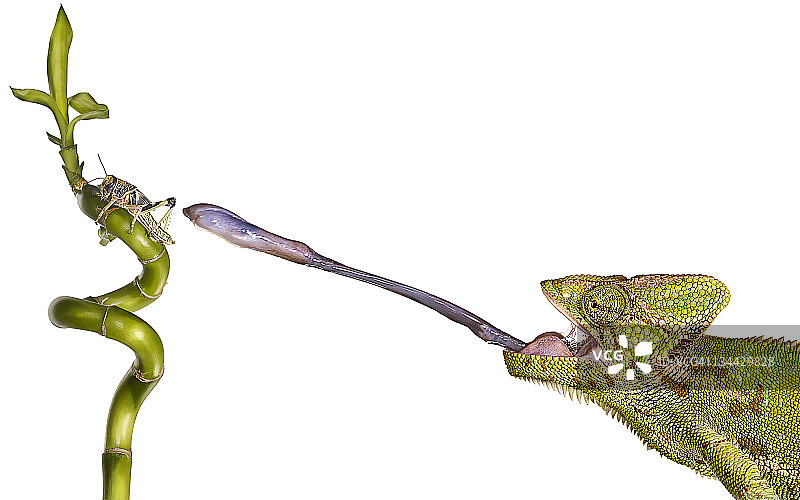 变色龙吐舌捕食蝗虫图片素材