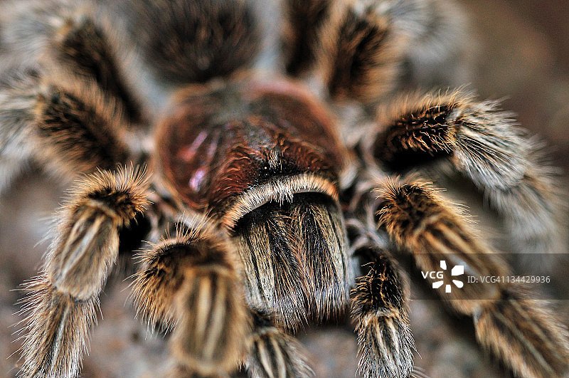 红玫瑰蜘蛛图片素材