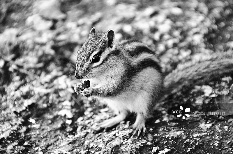 雪岳山国家公园里的松鼠图片素材