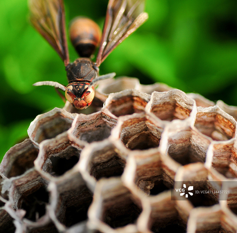 蜂巢上的蜜蜂图片素材