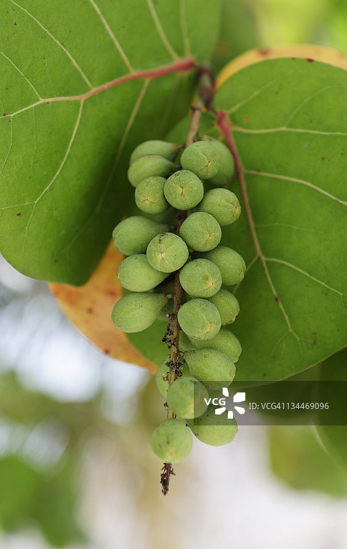 海葡萄和海湾葡萄，多米尼加共和国，加勒比海图片素材