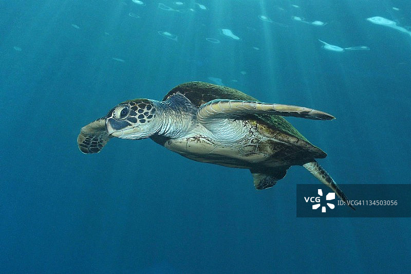 绿海龟图片素材