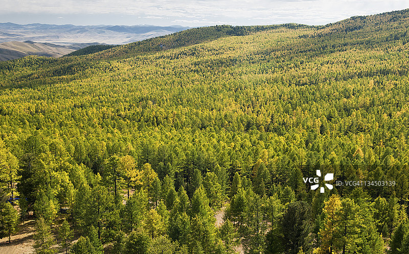鄂尔浑峡谷秋天的落叶松和松树图片素材