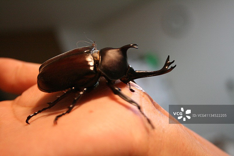 巨犀金龟图片素材