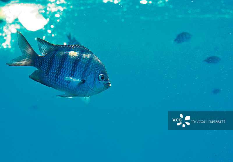 海洋中的鱼图片素材