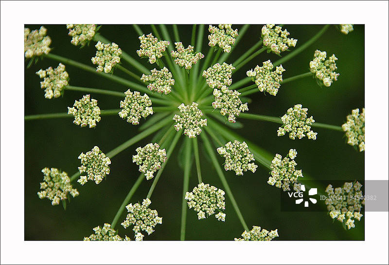 野胡萝卜花图片素材