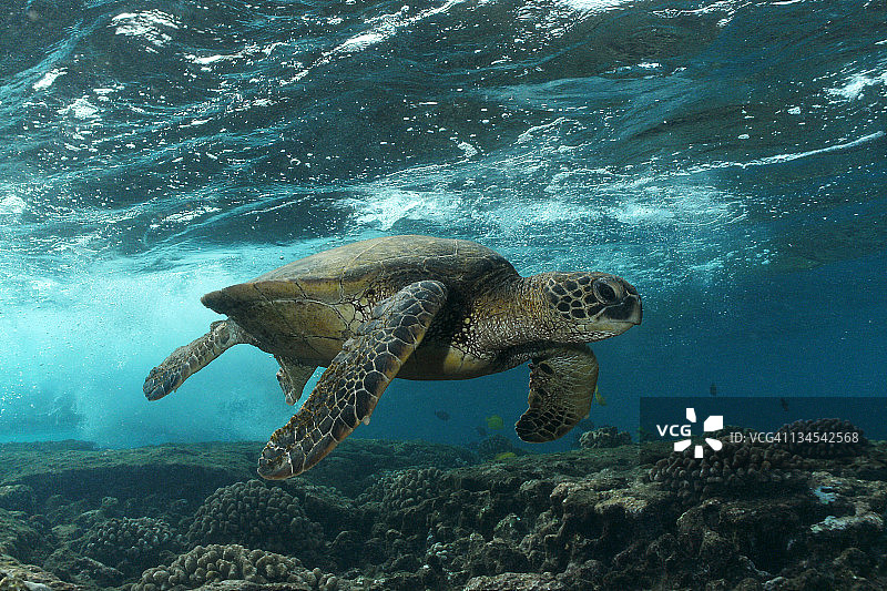 绿海龟图片素材