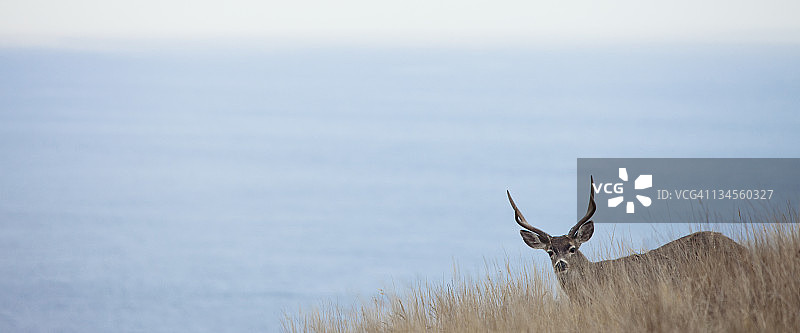 在草丛后方抬头看，背景是海洋的鹿图片素材