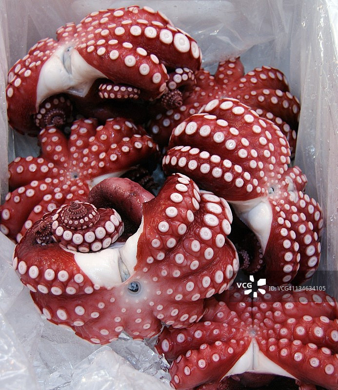 冰面上的红色章鱼图片素材