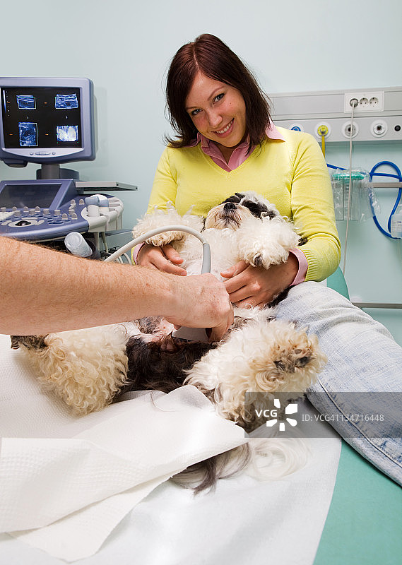 我的狗Choja正在做超声波检查图片素材