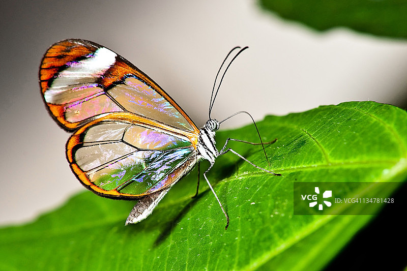 玻璃翼蝴蝶图片素材