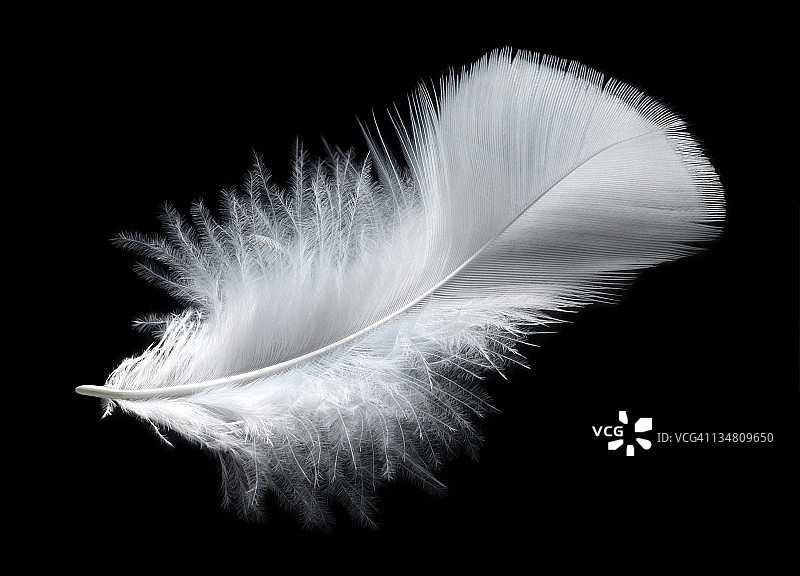 白色的羽毛图片素材
