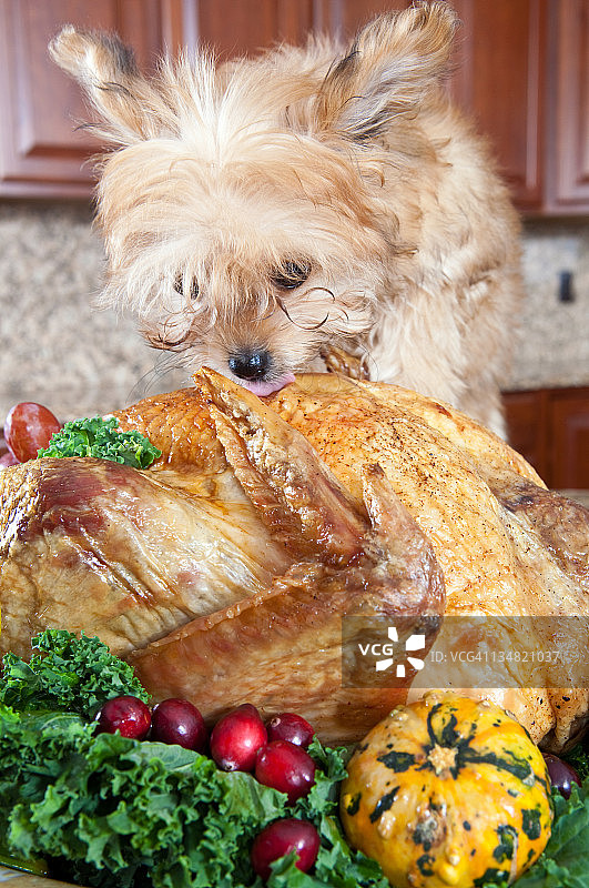 火鸡和狗图片素材