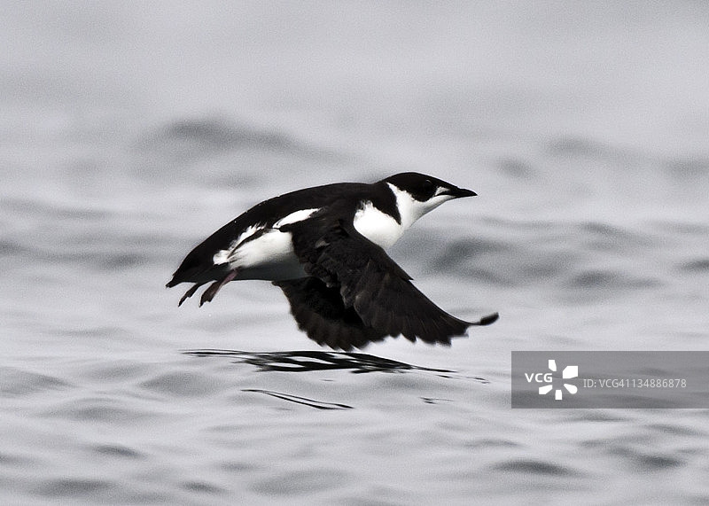 小海雀图片素材