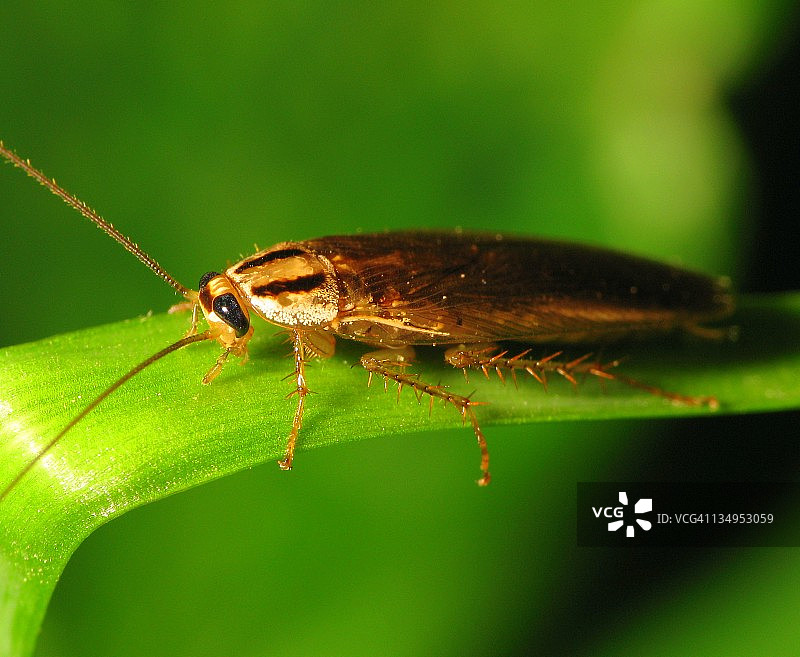 亚洲蟑螂图片素材