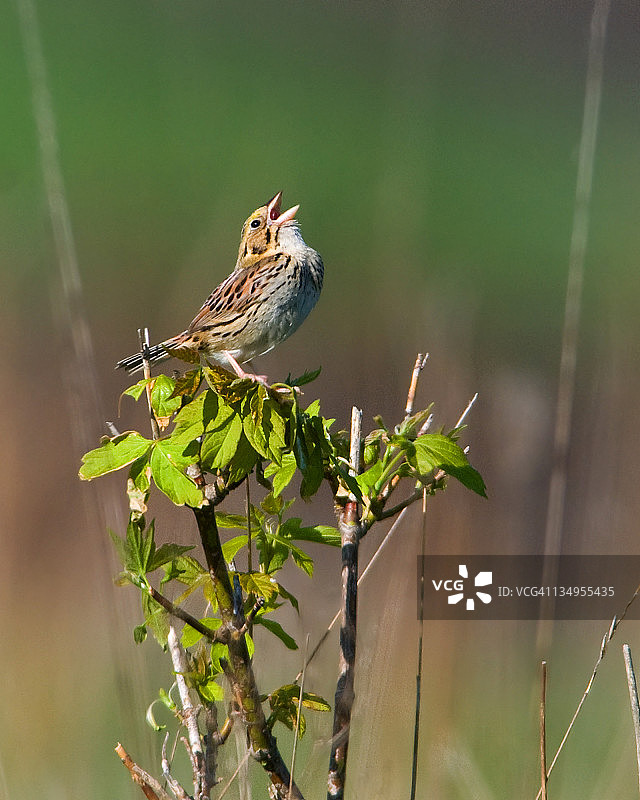 亨氏雀图片素材