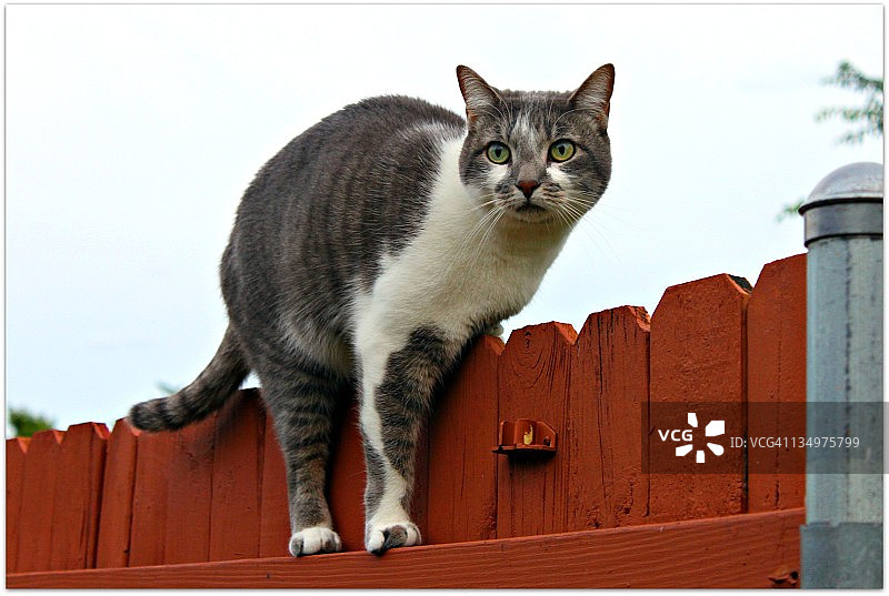 猫在围栏上行走图片素材