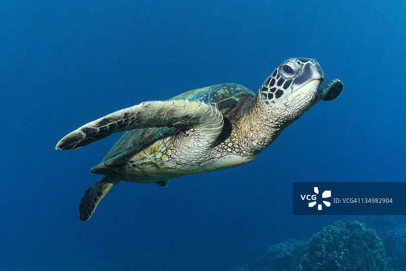 夏威夷绿海龟图片素材