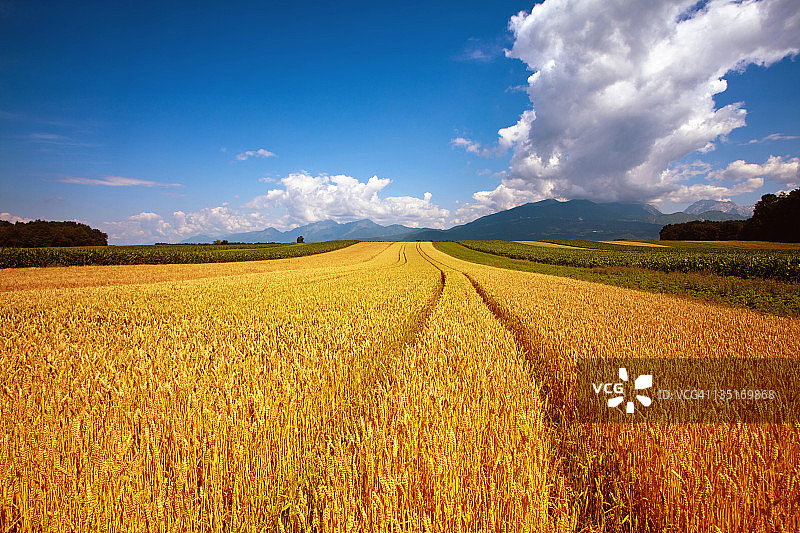 蓝天下成熟的小麦图片素材