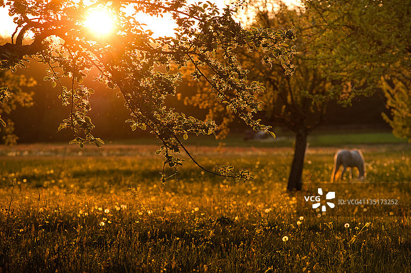 日落时分马在田野里吃草图片素材
