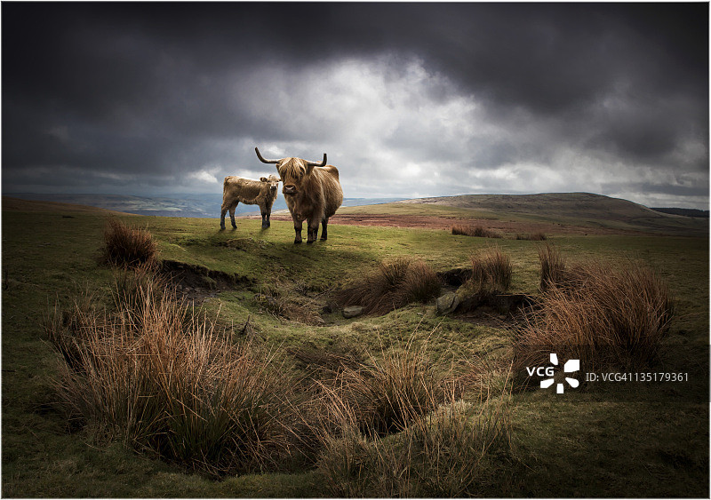 高原牛图片素材
