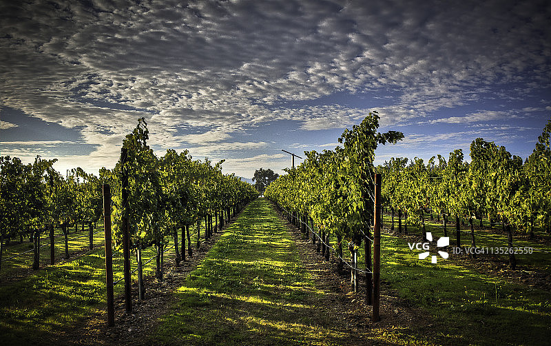 葡萄园图片素材