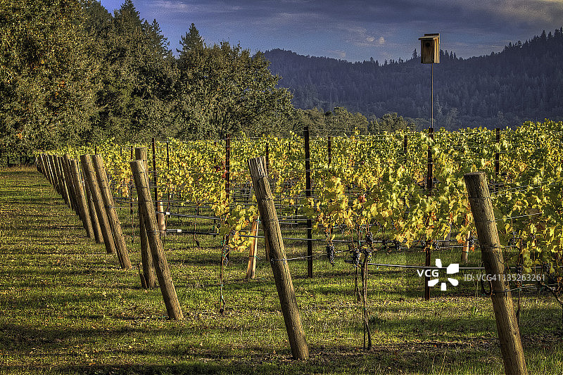 卡利斯托加葡萄园图片素材