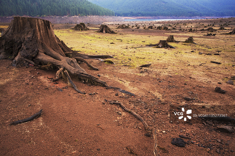 布满树桩的贫瘠湖泊图片素材