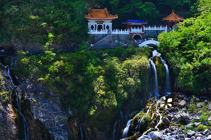 常绿乔木图片素材