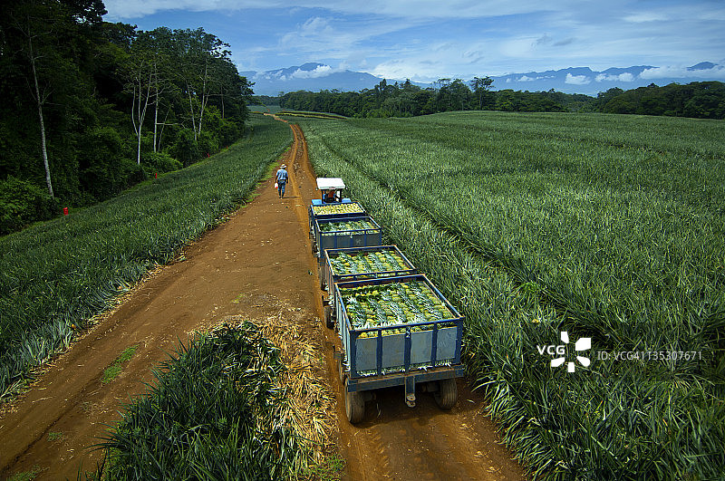 哥斯达黎加的菠萝农场图片素材