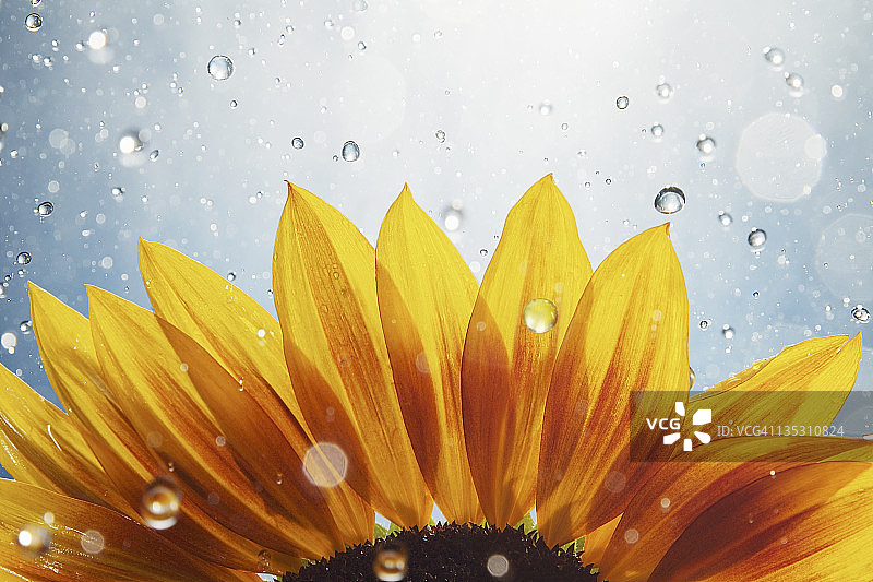 向日葵在雨中图片素材