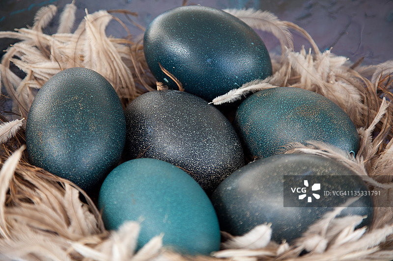 鸸鹋蛋图片素材